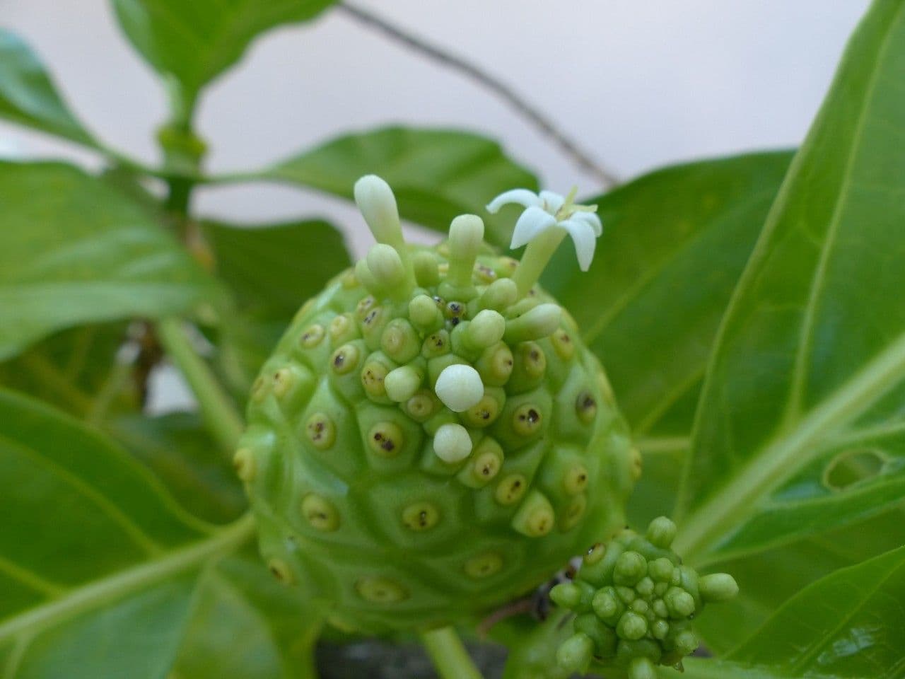 Indische Maulbeere 7