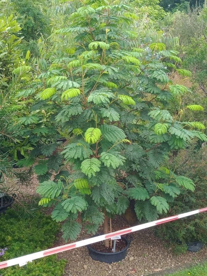 Albizia australiana 19