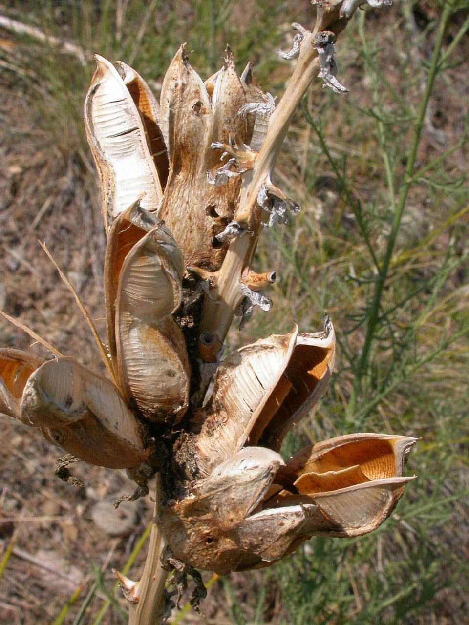 Yucca glauca 3