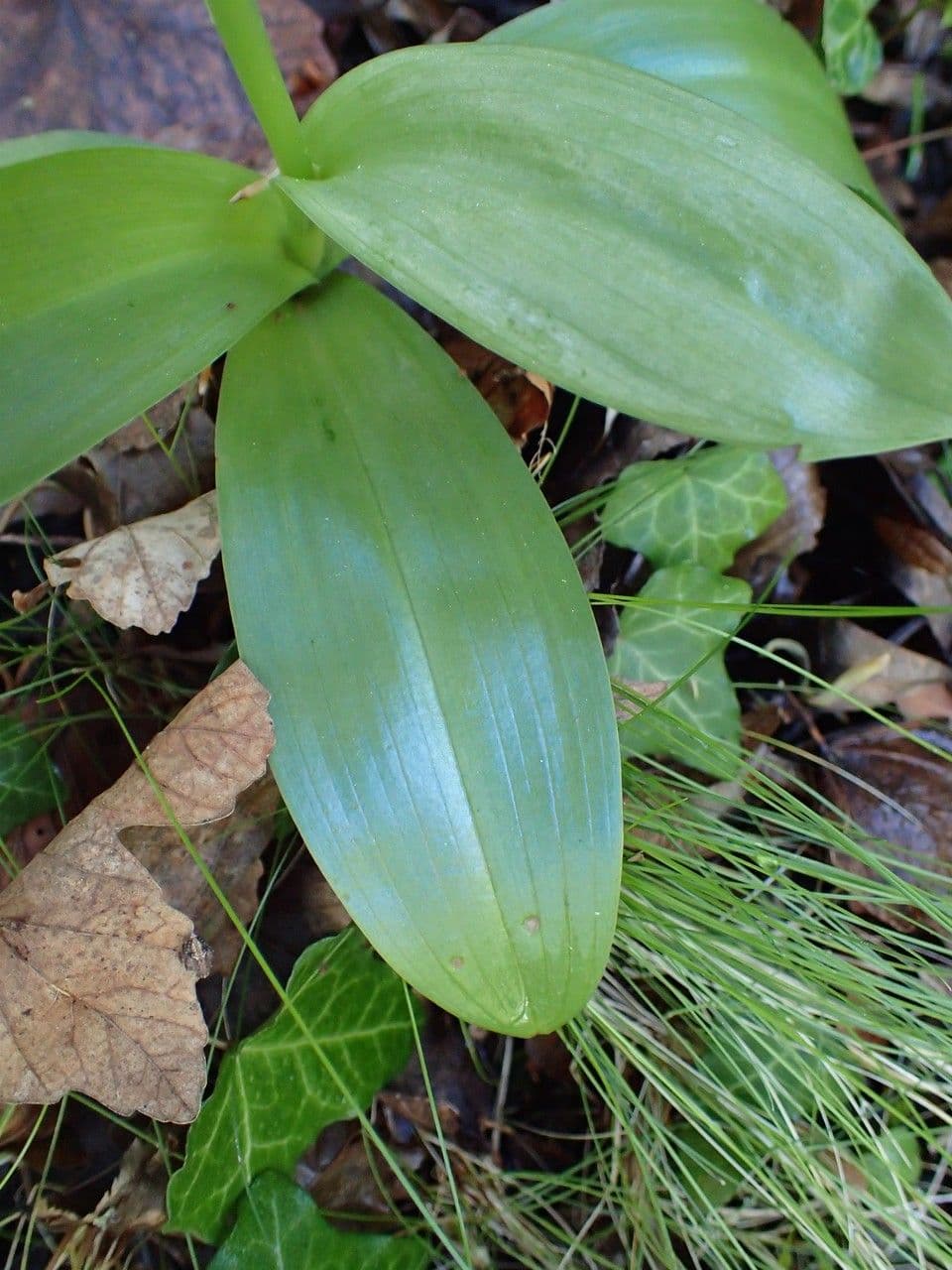 Orchide pallida 14