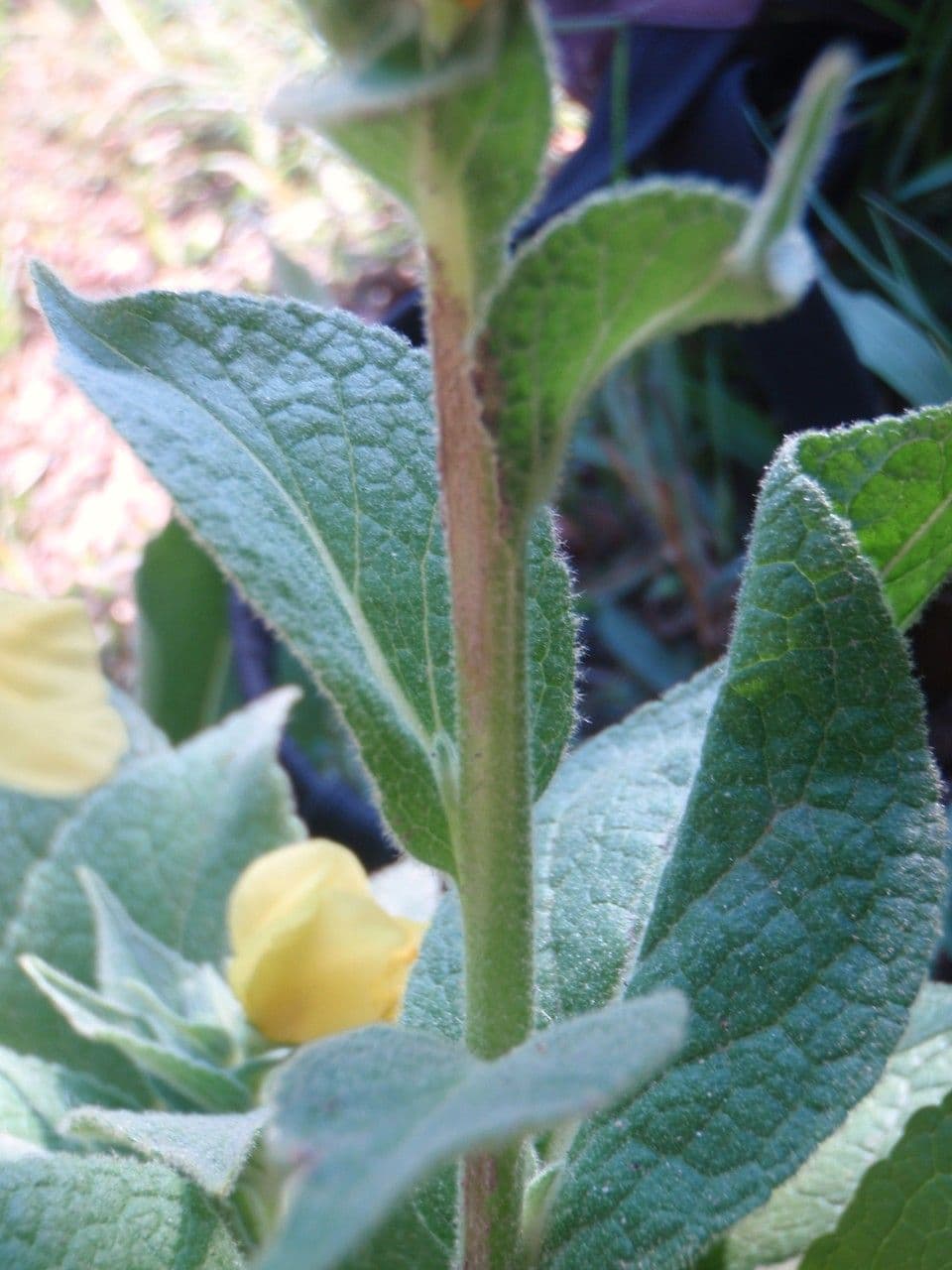 Verbasco phlomoides 21