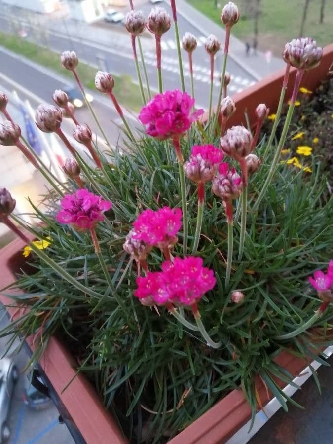 Armeria 6