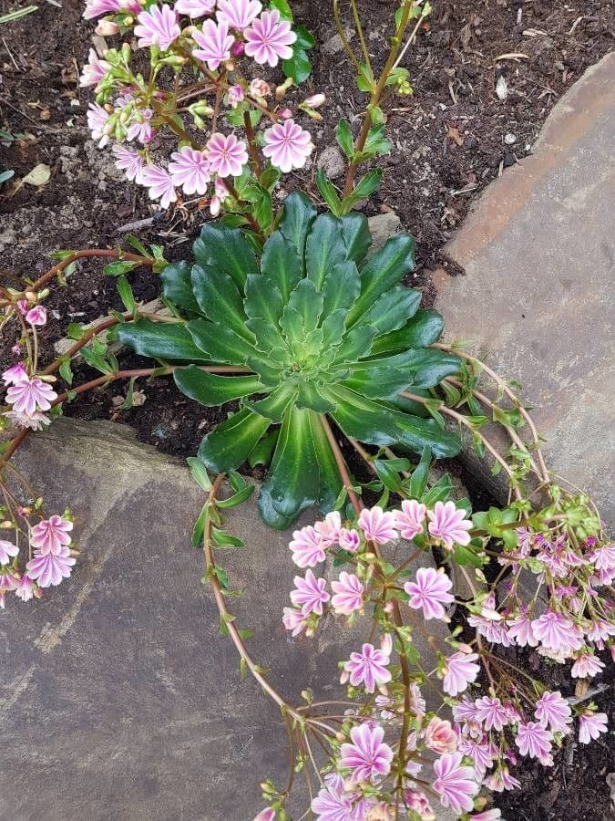 Lewisia cotyledon 18