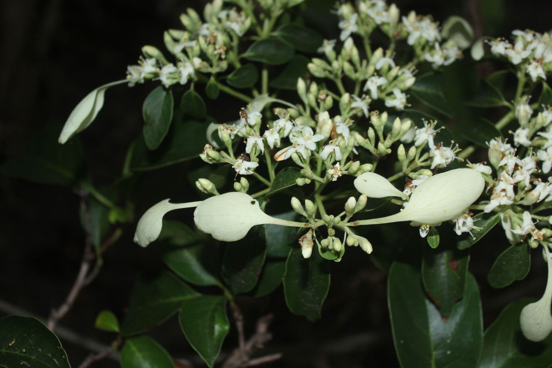 Calycophyllum 4