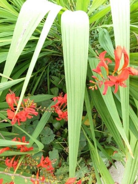 Crocosmia dorata 18