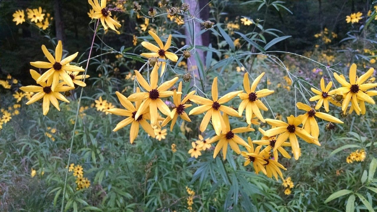 Coreopsis 7