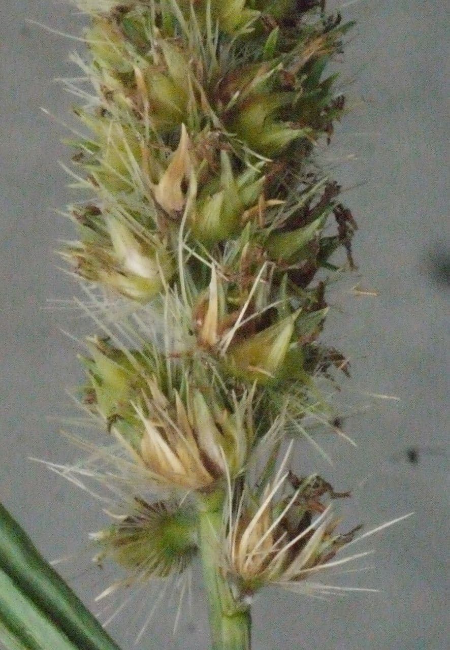 Erba buffel 3