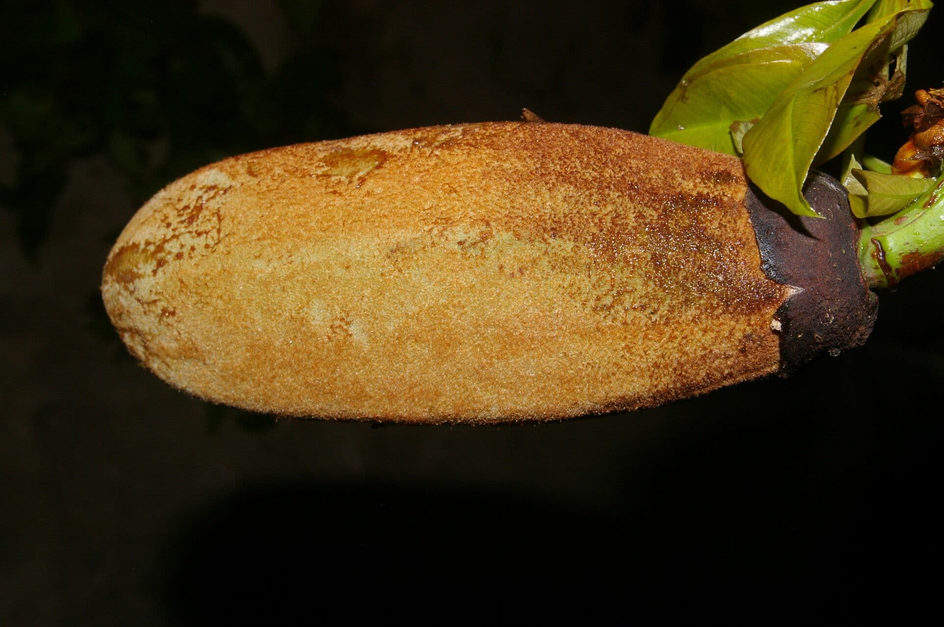 Spirotheca 2