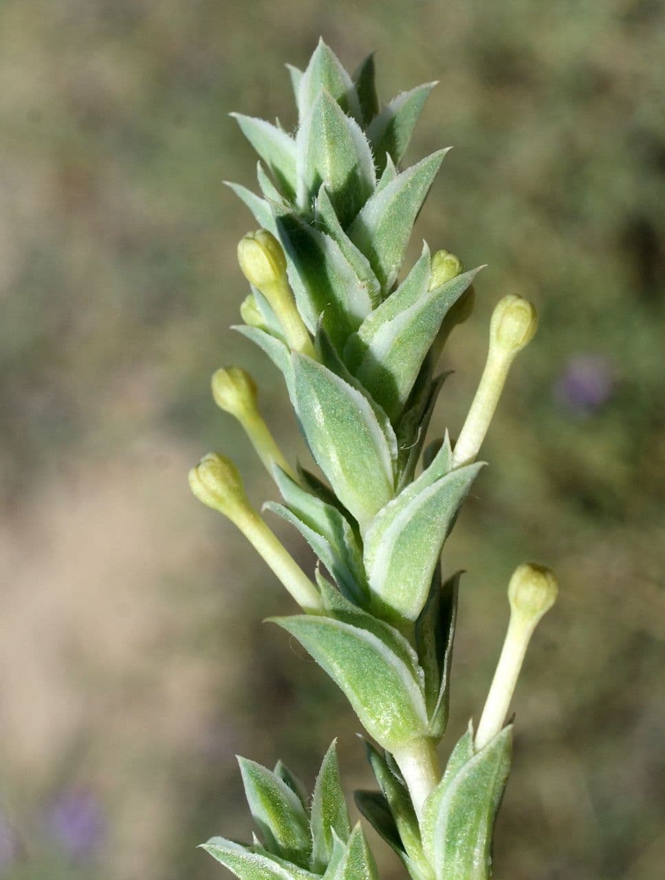 Crocianto marittimo 25