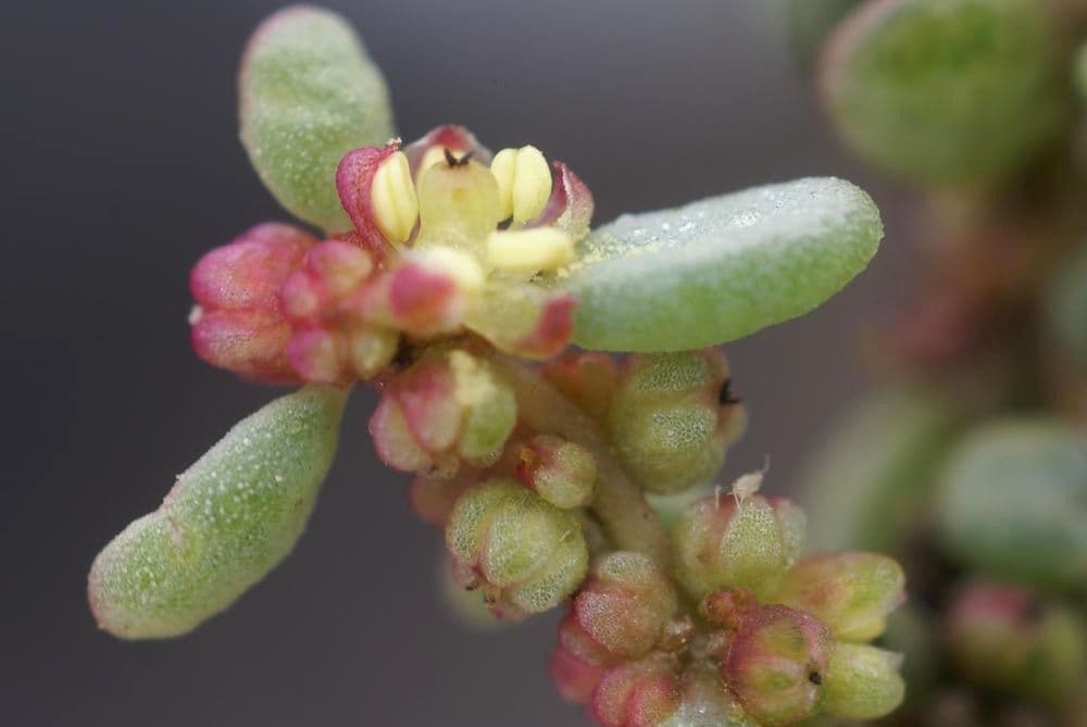 Suaeda vermiculata 4