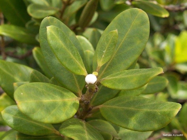 Parsonsia 8