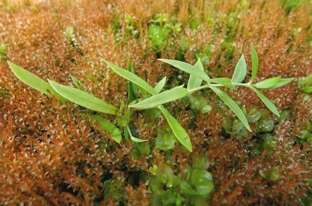 Stellaria boreale 2