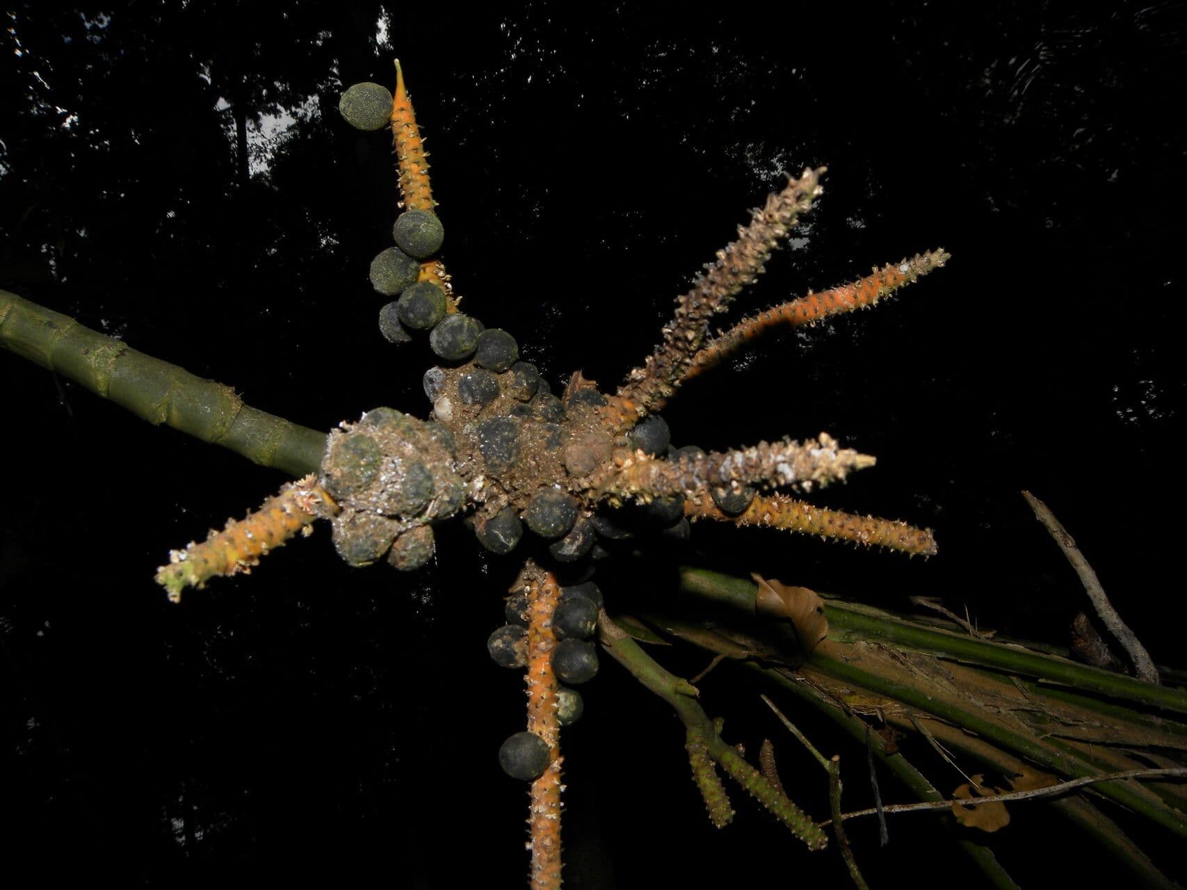 Geonoma congesta 2