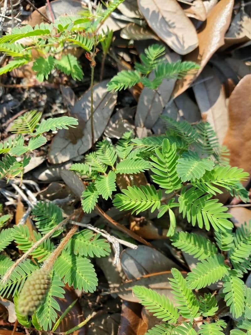 Mimosa quadrivalvis 14