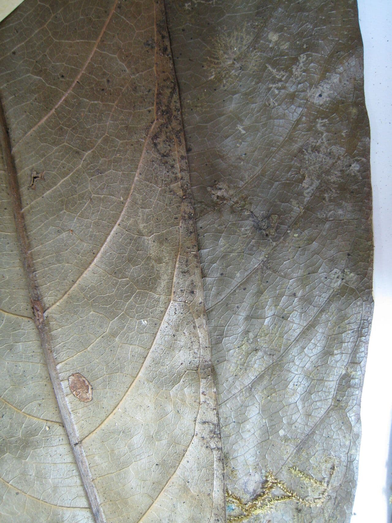 Duguetia 9
