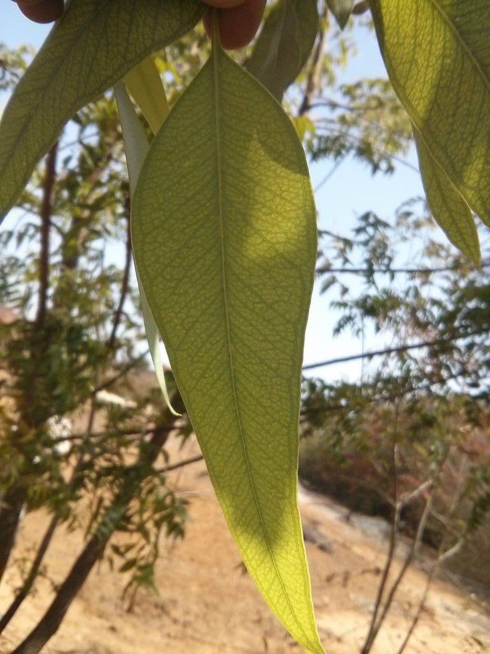 Weißer Eukalyptus 3