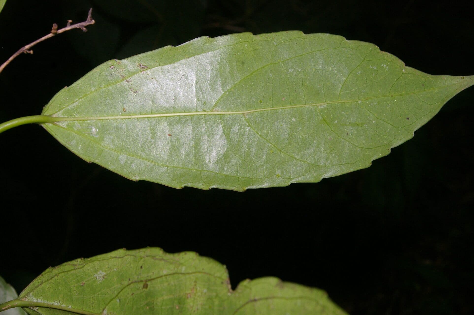 Hasseltiopsis 5