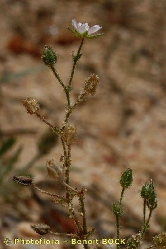 Pachycephalus 8