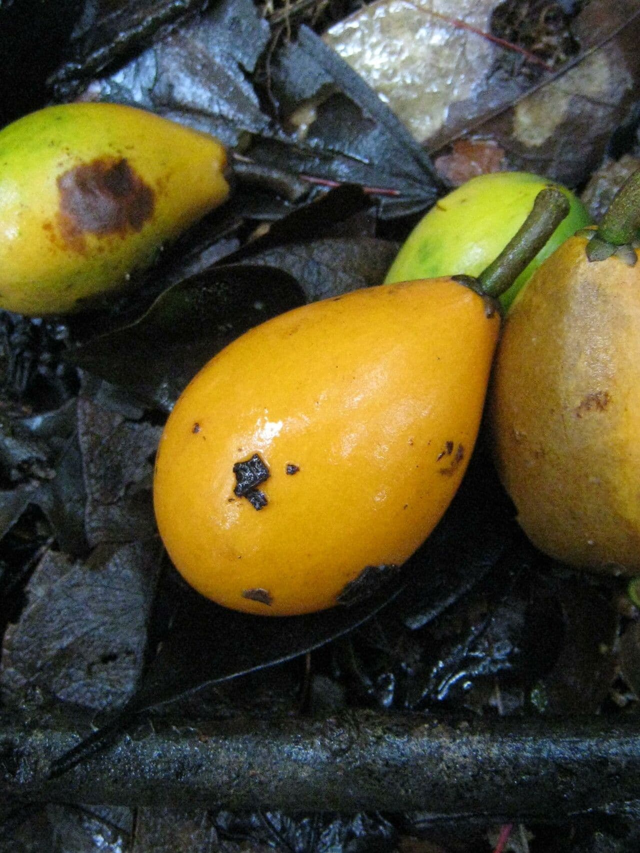 Pradosia