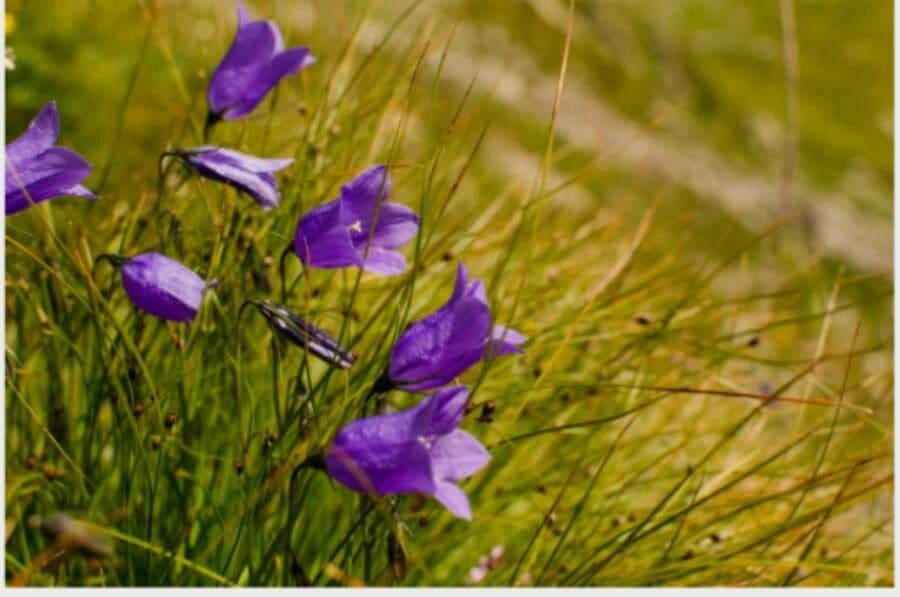 Campanula seghettata