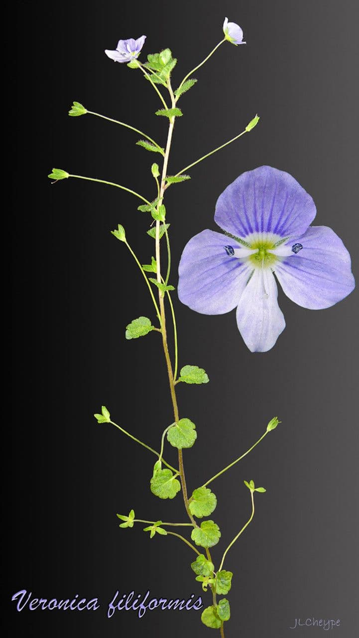 Veronica filiforme 26