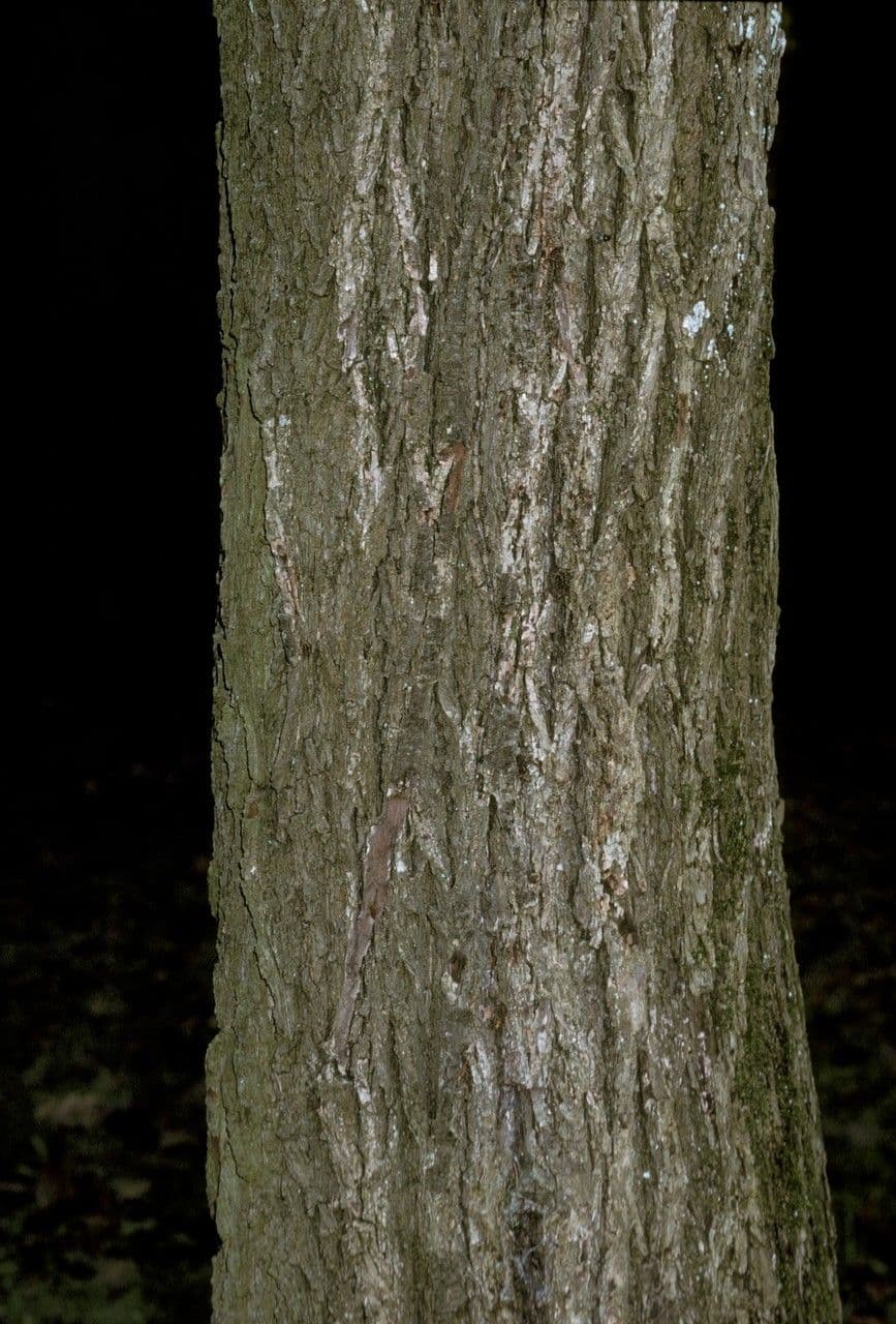 Platycarya strobilacea 18