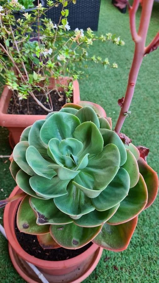 Echeveria 10
