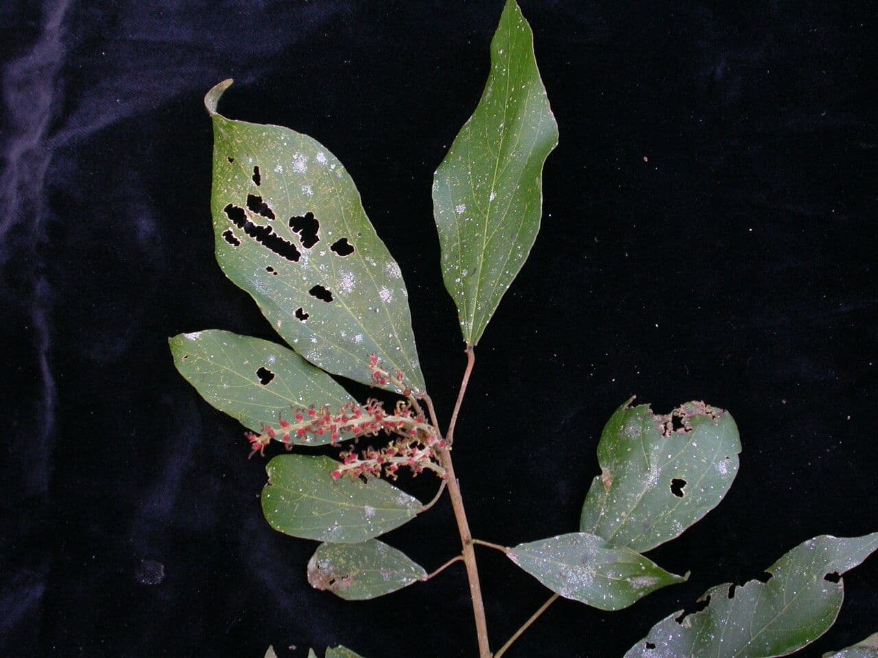Mallotus philippensis 9