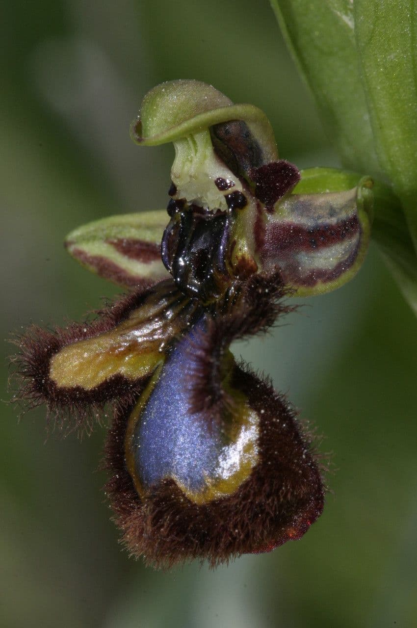Ophrys speculum 5