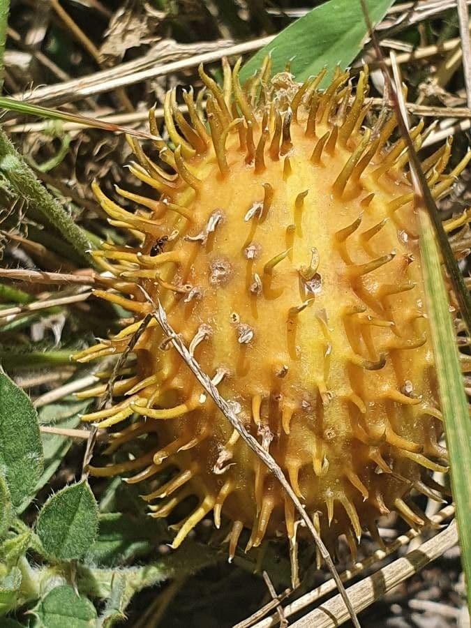 Cucumis 2