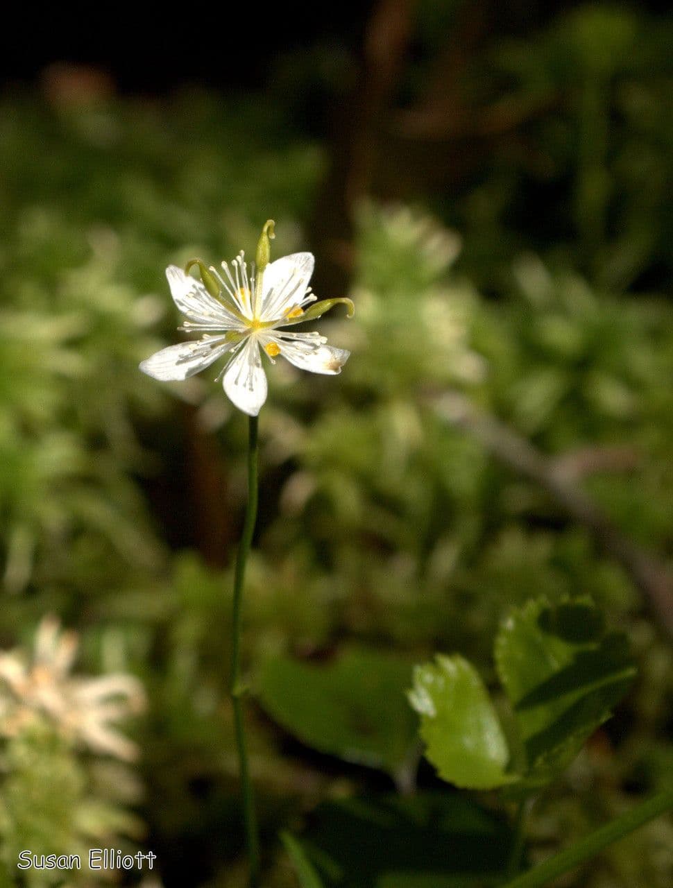 Coptis trifolié 4
