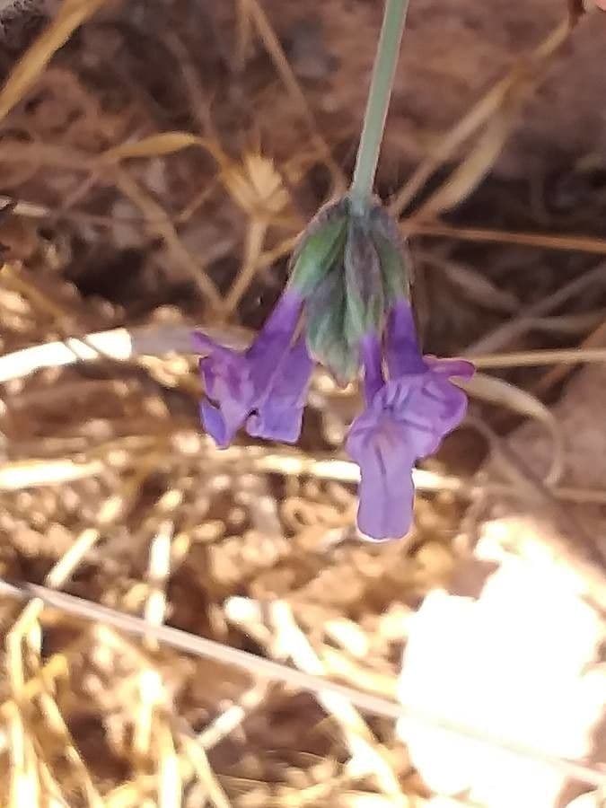 Lavanda