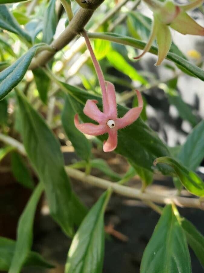 Columnea 2