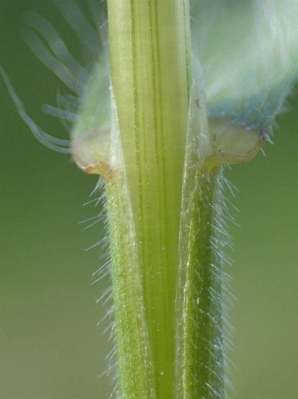 Forasacco mutato 25