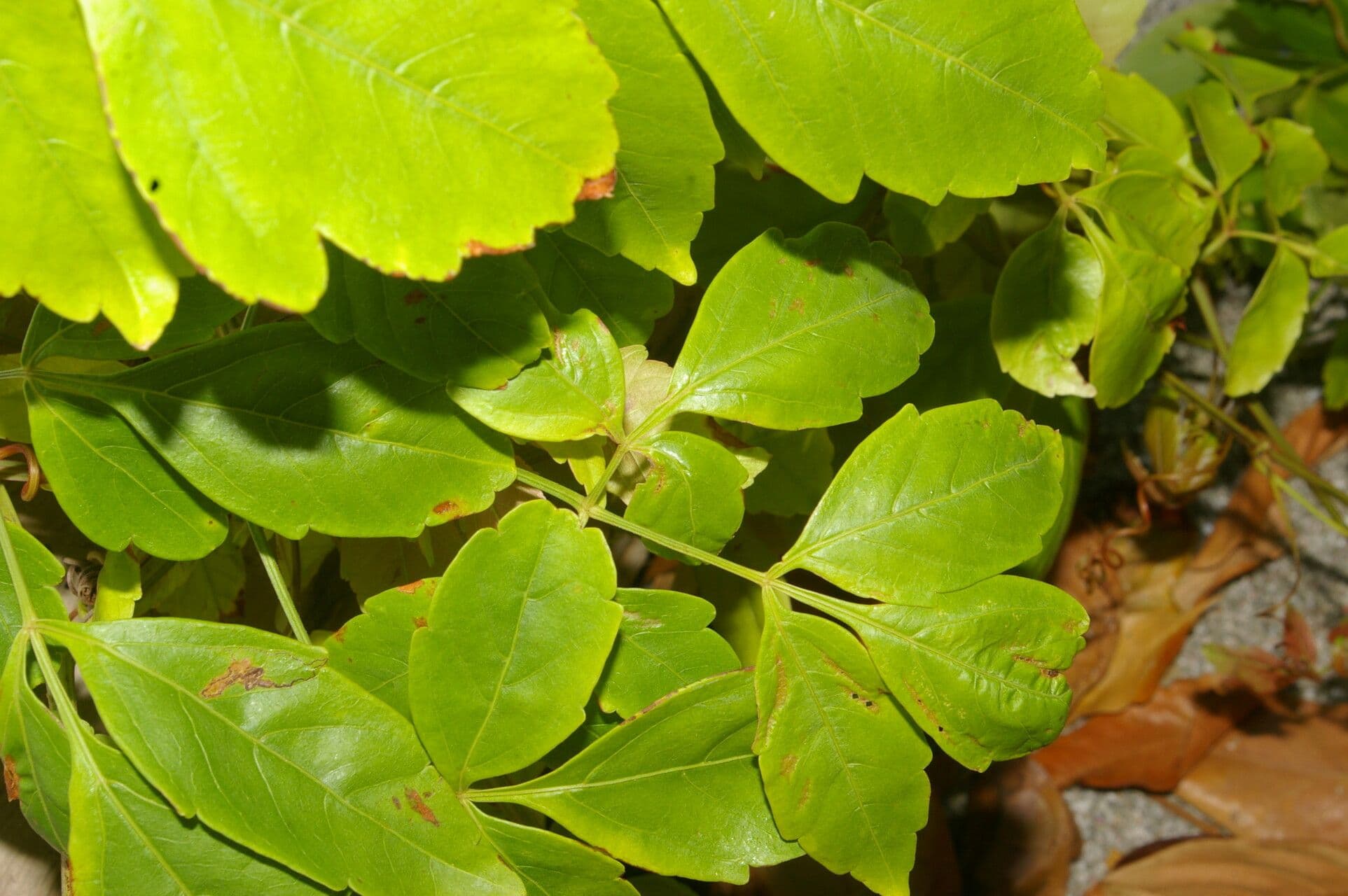 Serjania 10
