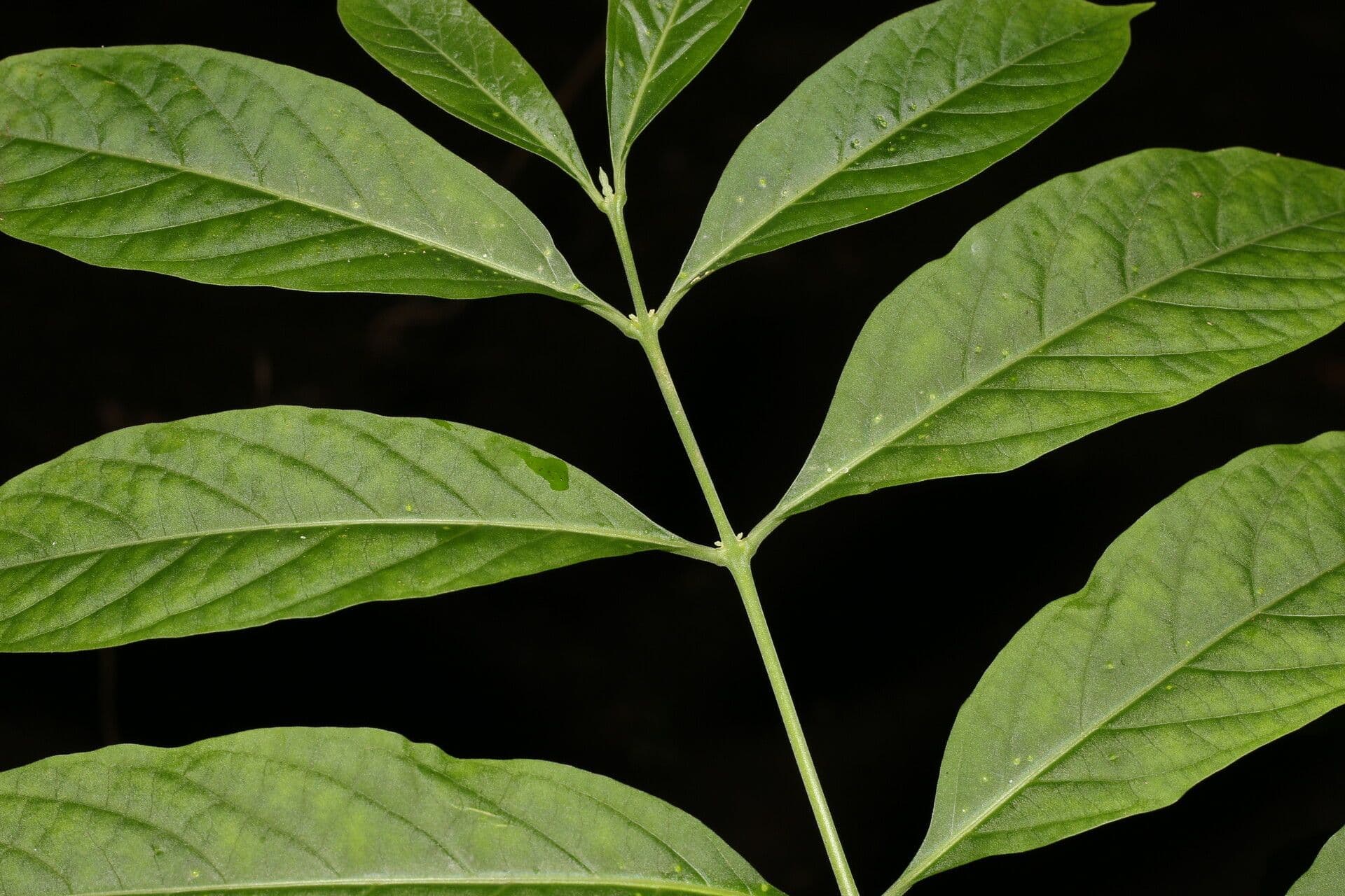 Aegiphila panamense 8