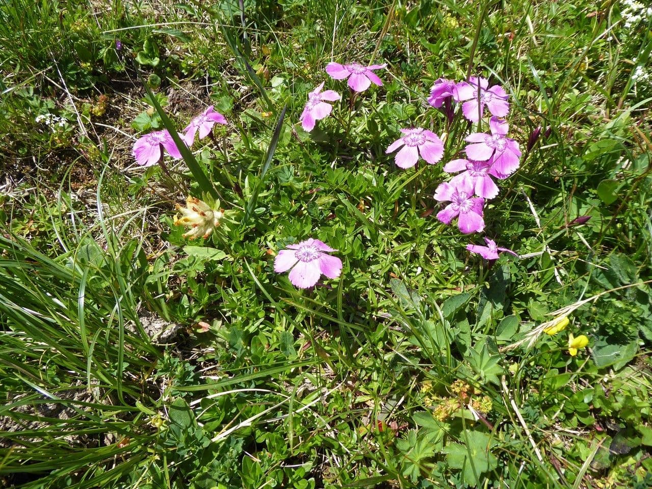 Alpen-Nelke 7