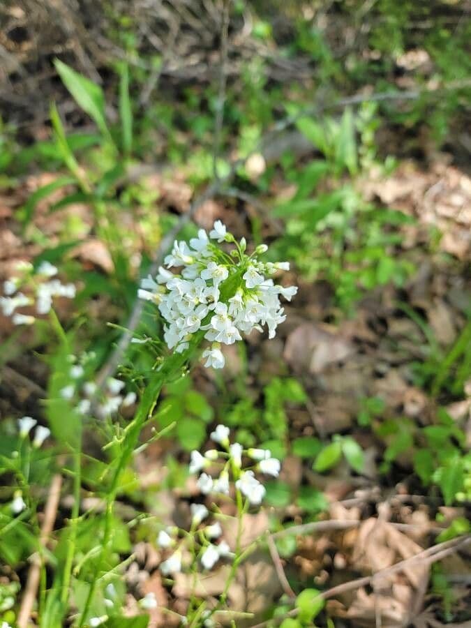Bisetella bulbosa