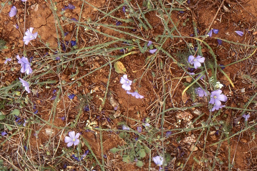 Linum leonii 15