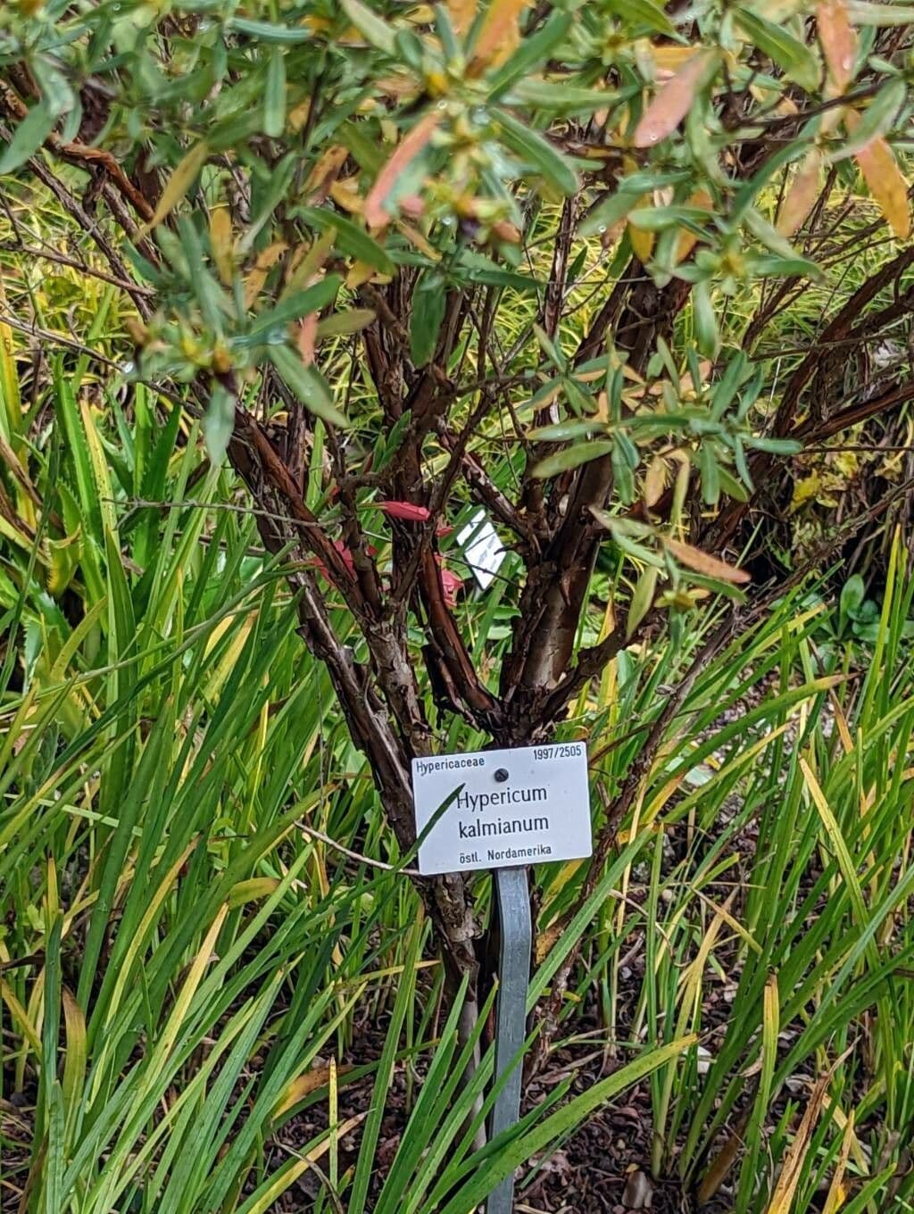 Millepertuis 21