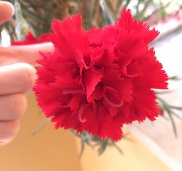 Clavel 29