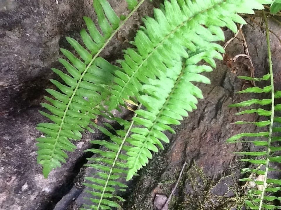 Polystichum imbricans 8