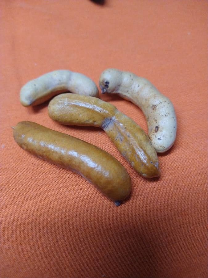 Prosopis