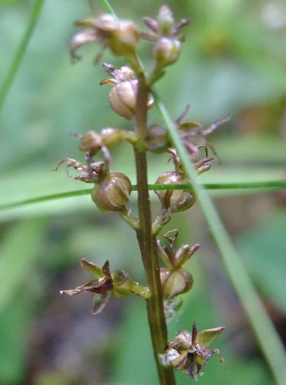 Lesser twayblade 6