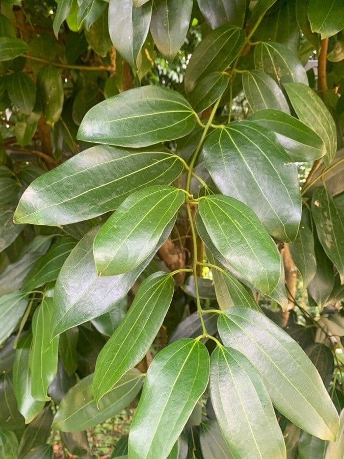 Cannella 19