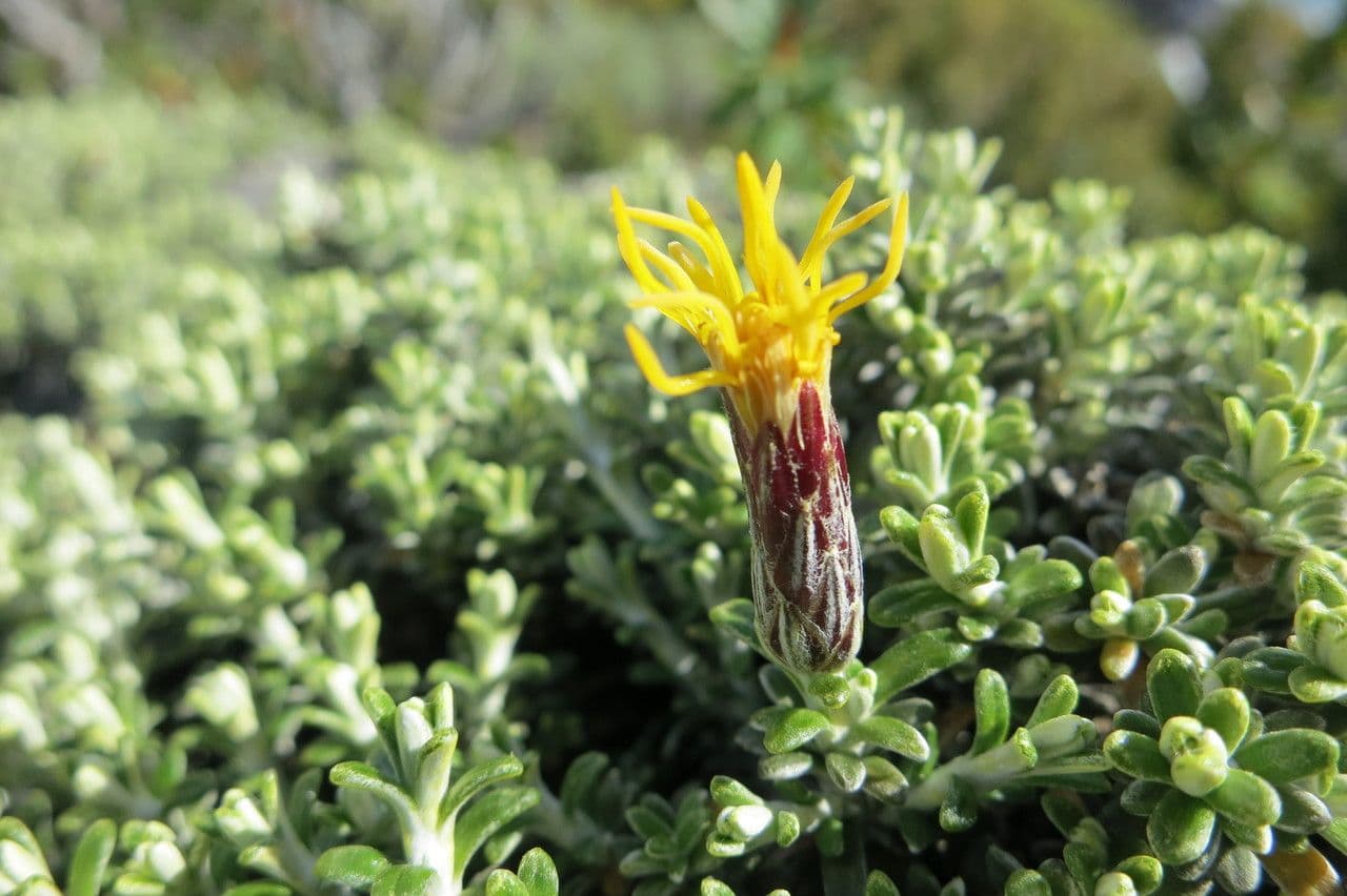 Nardophyllum 4