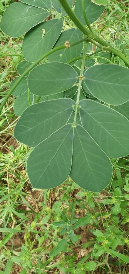 American sicklepod 18