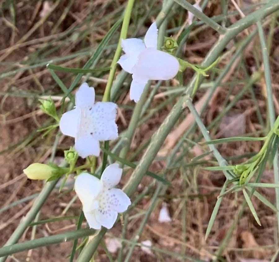 Eremophila bignoniifolia 3