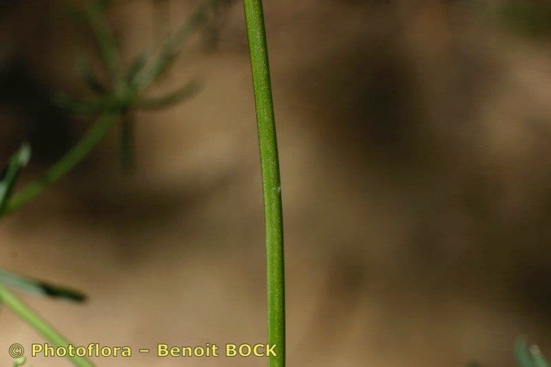 Rubia glauca 23