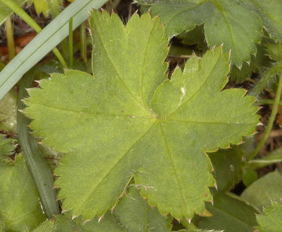 Alchemilla pelosa 11